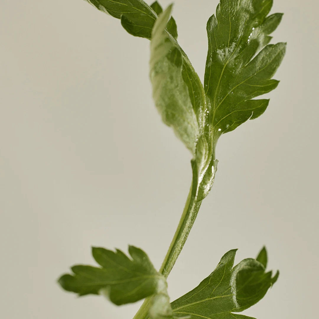 Beauty of Joseon Matte Sun Stick: Mugwort + Camellia (SPF 50+ PA++++)